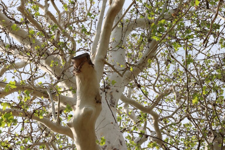 11 Trees to Tap When You Want to Try Something Besides Maple Syrup