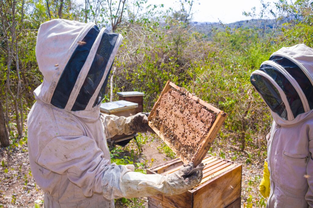 18 Money-Making Ideas for Preppers Who Know How to Get Things Done 1 Beekeeping