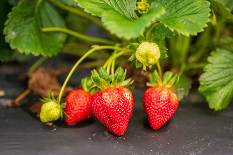 15 Fruits and Vegetables You Can Grow Without a Big Garden