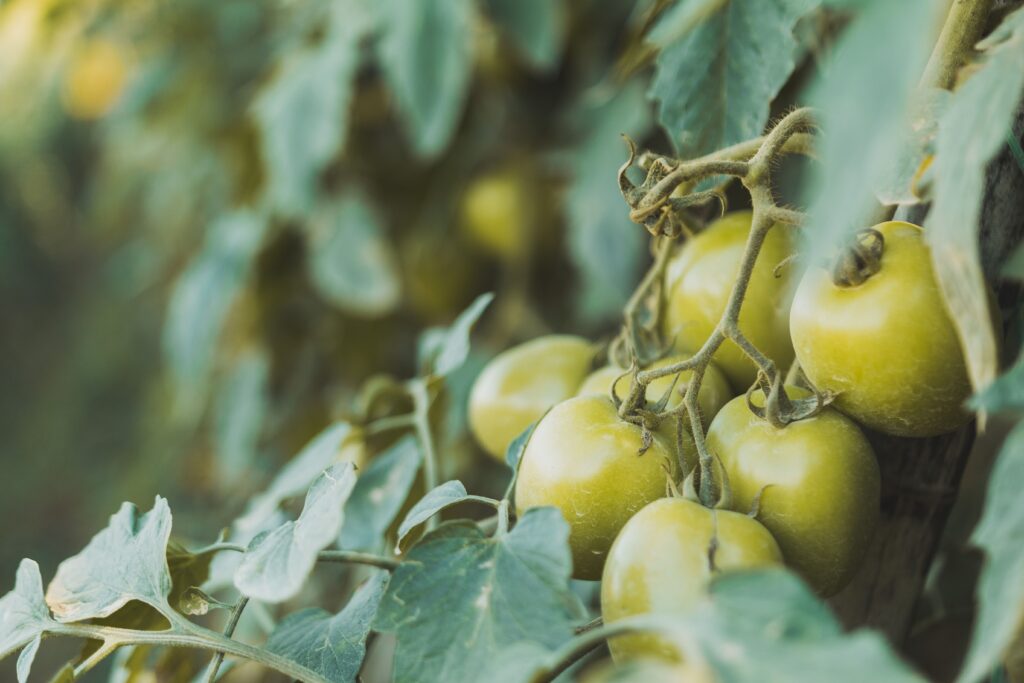 14 Reasons Your Tomatoes Aren’t Turning Red—and What to Do 1 Tomatoes