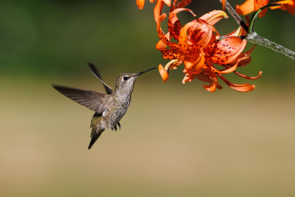 Hummingbirds