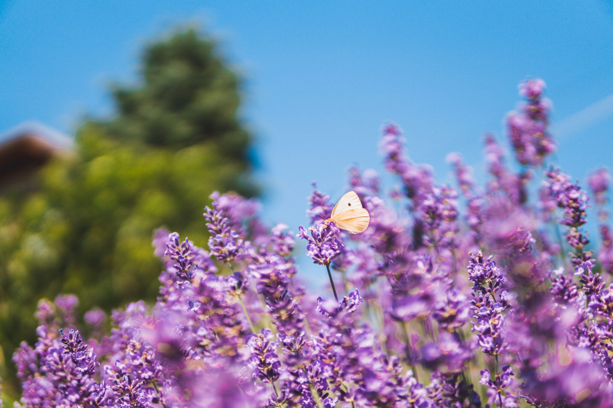 Lavender