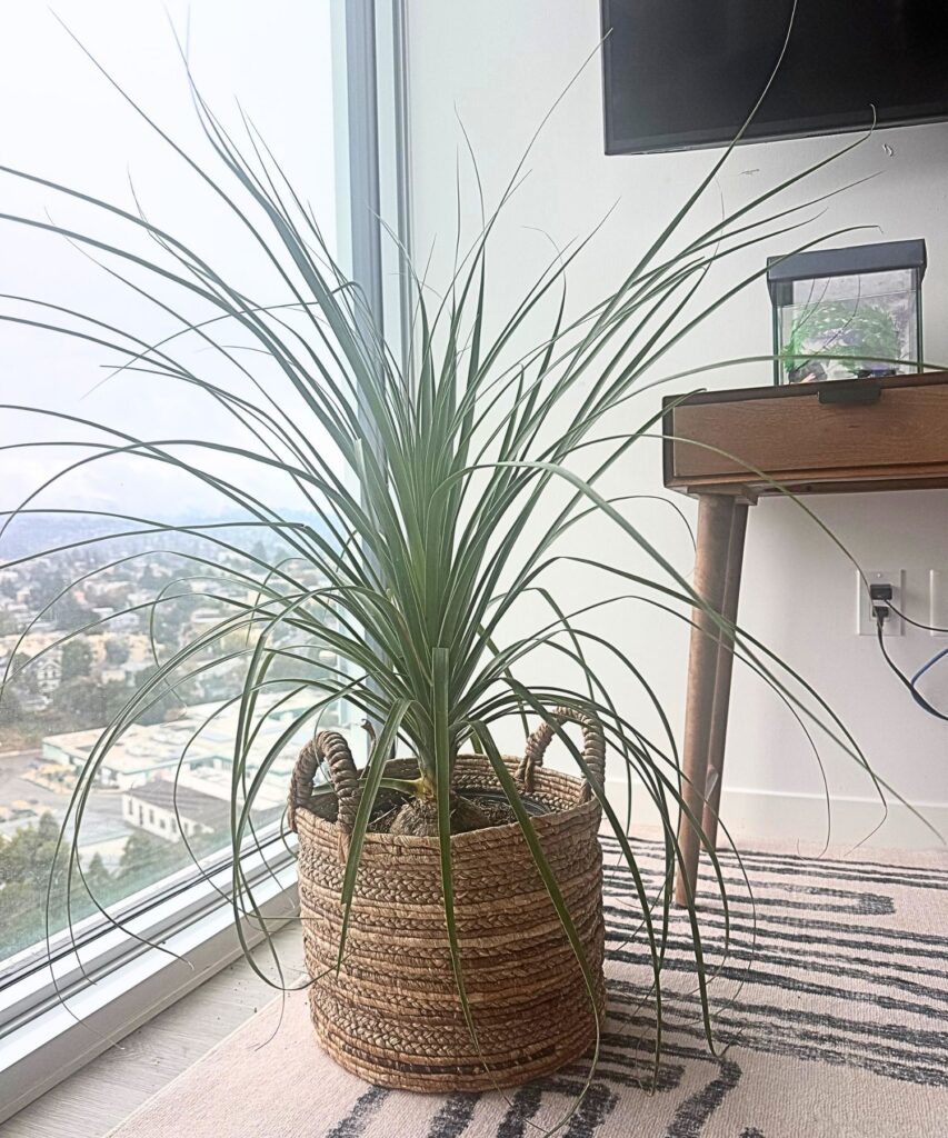 pony palm plant