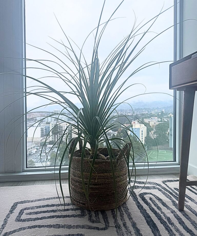 This houseplant stores water in its trunk, looks beautiful, and practically thrives on neglect